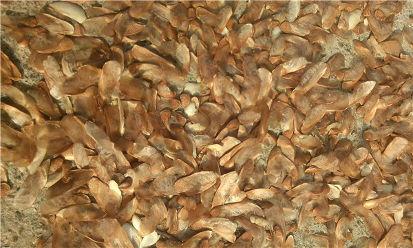 種子基地如何使用農(nóng)業(yè)氣象站來(lái)提高種子基地的產(chǎn)量？
