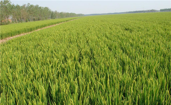 種子基地如何使用農(nóng)業(yè)氣象站來(lái)提高種子基地的產(chǎn)量？