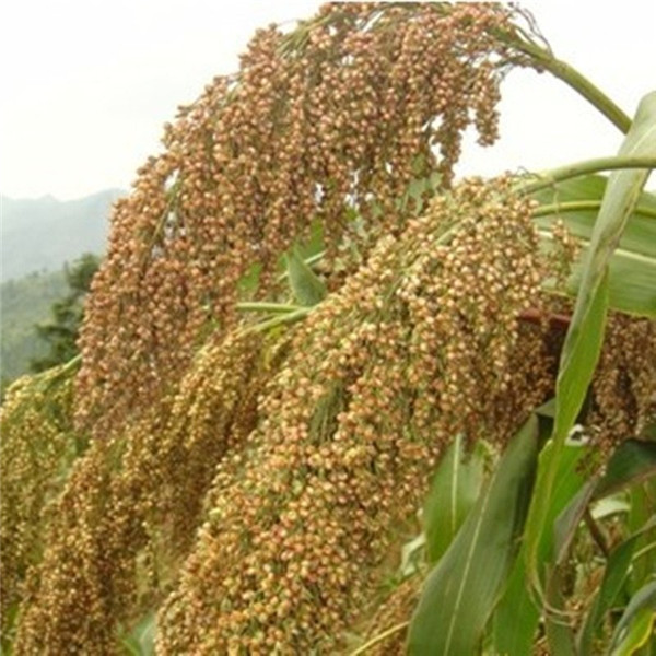 種子基地如何使用農(nóng)業(yè)氣象站來(lái)提高種子基地的產(chǎn)量？