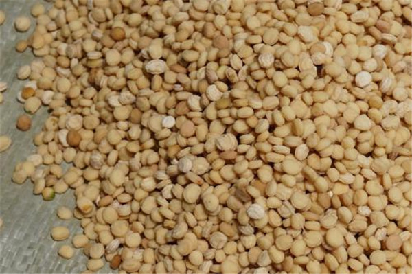 種子基地如何使用農(nóng)業(yè)氣象站來(lái)提高種子基地的產(chǎn)量？