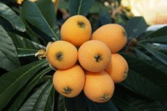 讓科學(xué)家用一輩子為之改名的枇杷，如何用田間氣象站促收？