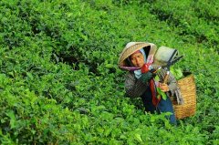大田作物四情監(jiān)測(cè)系統(tǒng)，讓茶園種植搭上“科技快車(chē)”