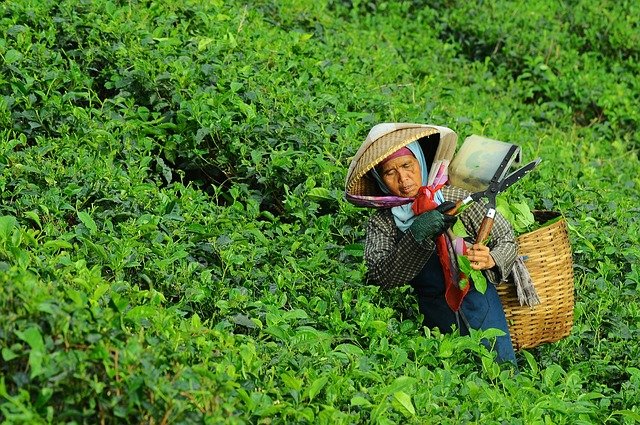 大田作物四情監(jiān)測(cè)系統(tǒng)，讓茶園種植搭上“科技快車”