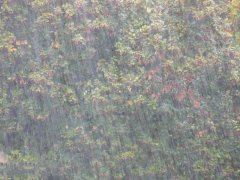農(nóng)業(yè)種植業(yè)如何應(yīng)對暴雨？