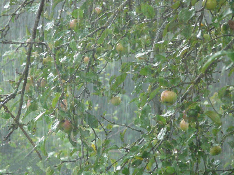 農業(yè)種植業(yè)如何應對暴雨？