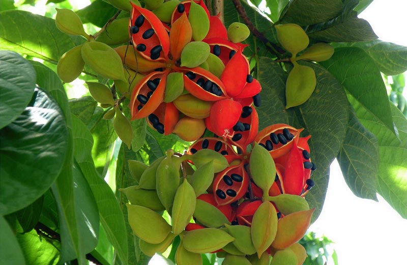 農(nóng)業(yè)自動氣象站，為鳳眼果的種植提供一手資料