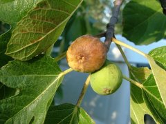 農(nóng)業(yè)氣象站實(shí)時監(jiān)控?zé)o花果園氣象變化