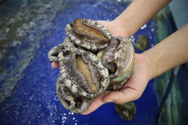 鮑魚，正在走向大眾的餐桌